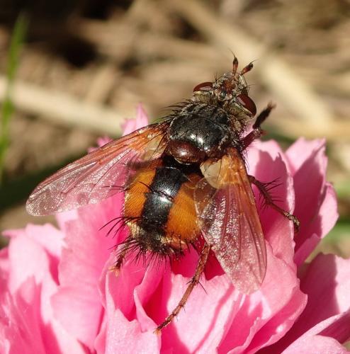 Réf. 191 169 : Tachina fera